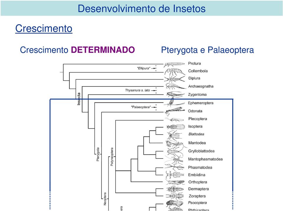 Pterygota e