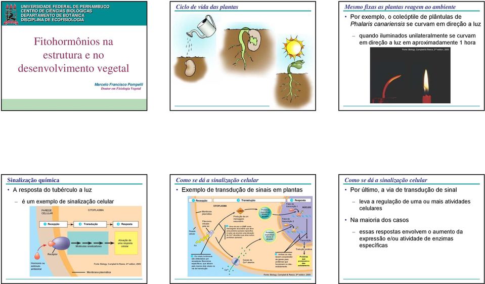 aproximadamente 1 hora Marcelo Francisco Pompelli Doutor em Fisiologia Vegetal Sinalização química A resposta do tubérculo a luz é um exemplo de sinalização celular PAREDE CITPLASMA CELULAR 1