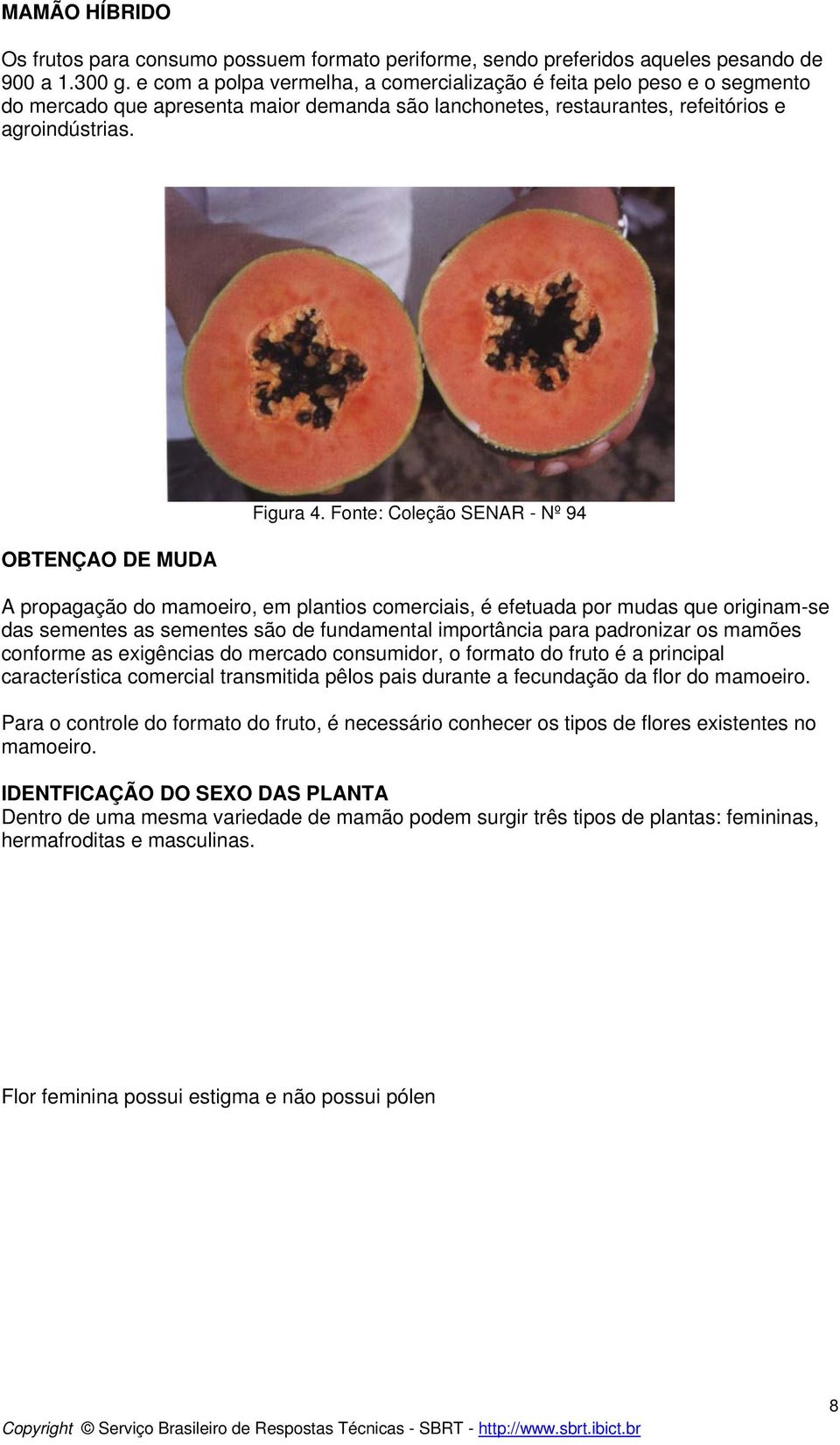 Fonte: Coleção SENAR - Nº 94 A propagação do mamoeiro, em plantios comerciais, é efetuada por mudas que originam-se das sementes as sementes são de fundamental importância para padronizar os mamões