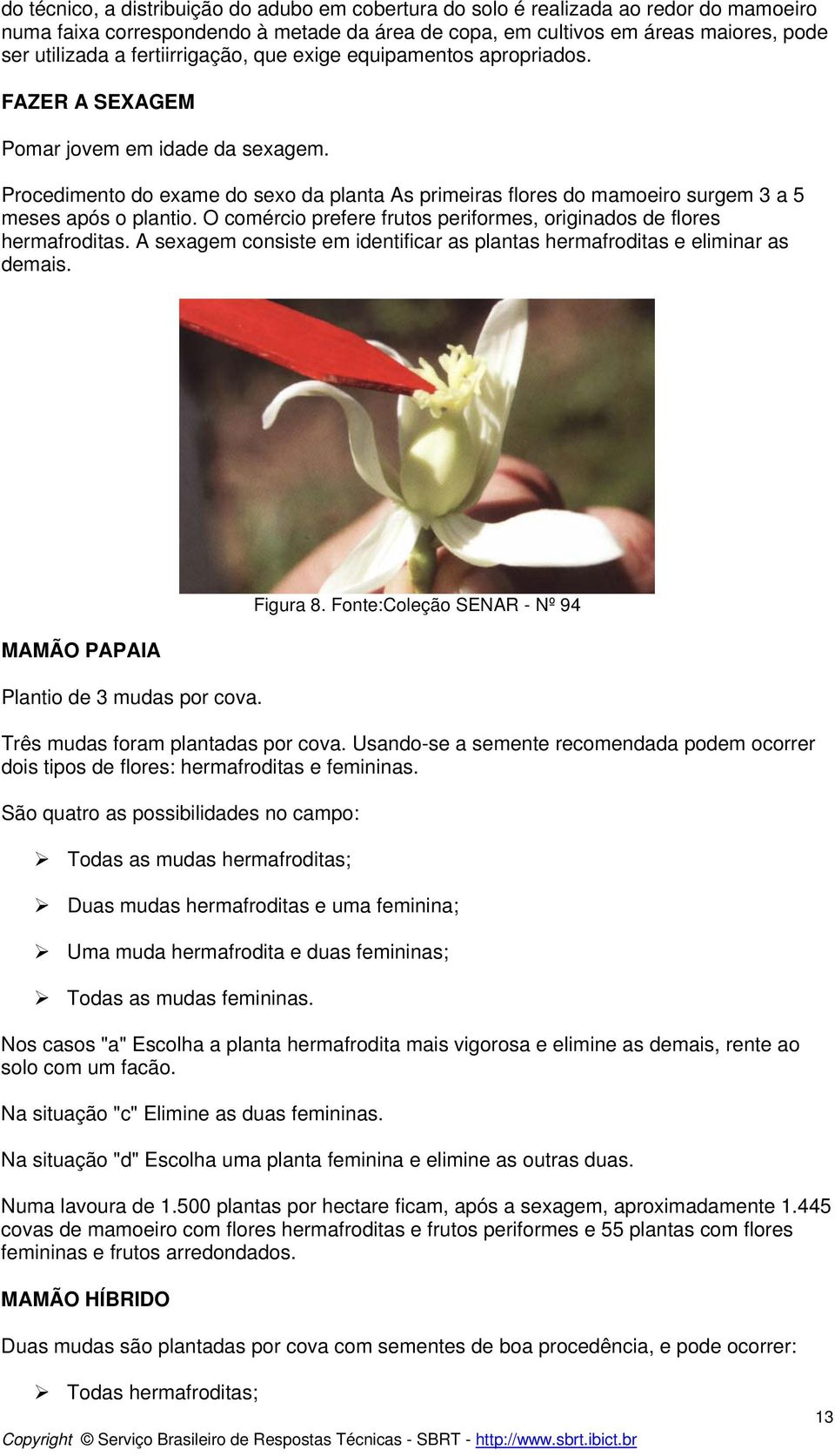 Procedimento do exame do sexo da planta As primeiras flores do mamoeiro surgem 3 a 5 meses após o plantio. O comércio prefere frutos periformes, originados de flores hermafroditas.