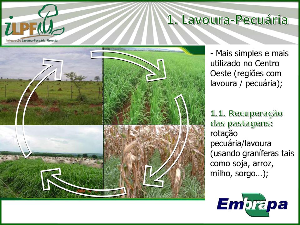 rotação pecuária/lavoura (usando