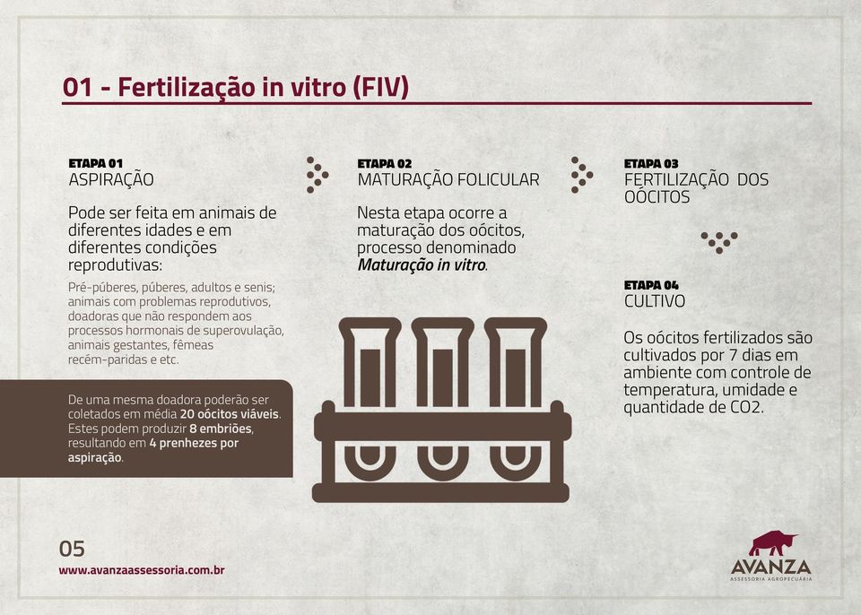 De uma mesma doadora poderão ser coletados em média 20 oócitos viáveis. Estes podem produzir 8 embriões, resultando em 4 prenhezes por aspiração.