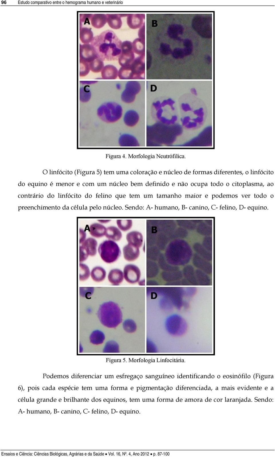 do felino que tem um tamanho maior e podemos ver todo o preenchimento da célula pelo núcleo. Sendo: A- humano, B- canino, C- felino, D- equino. Figura 5. Morfologia Linfocitária.