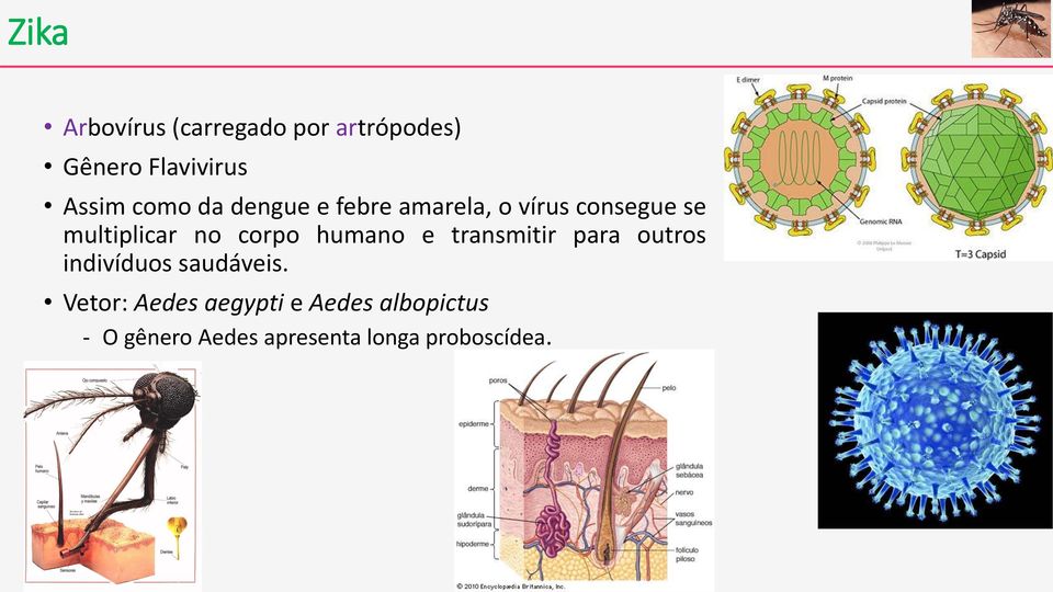 corpo humano e transmitir para outros indivíduos saudáveis.