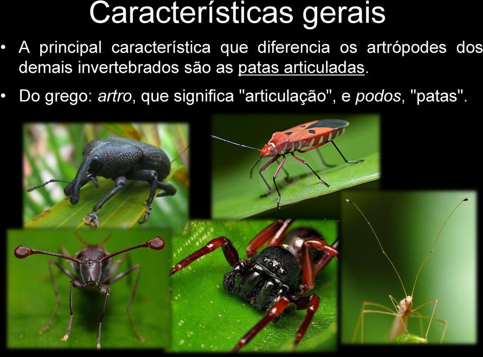 demais invertebrados são as patas articuladas.