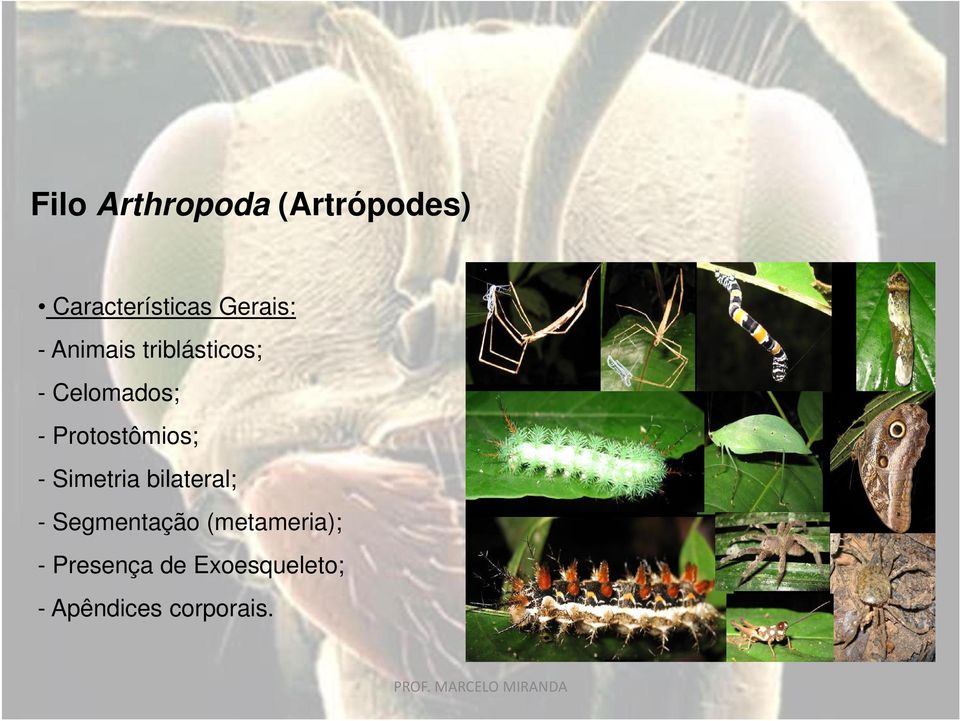 Protostômios; - Simetria bilateral; - Segmentação