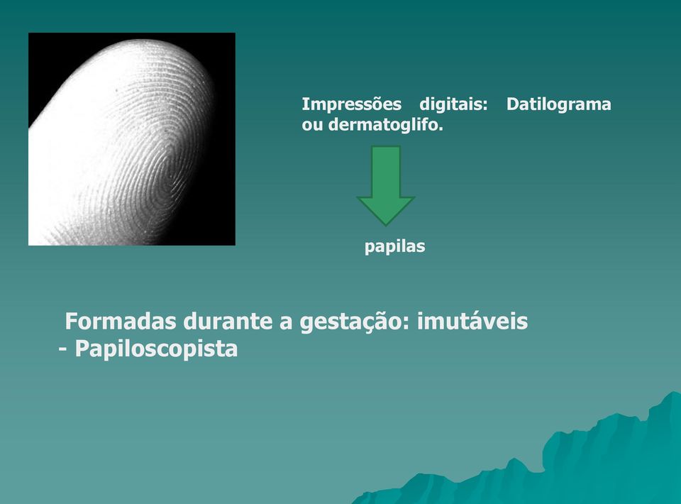 papilas Formadas durante a