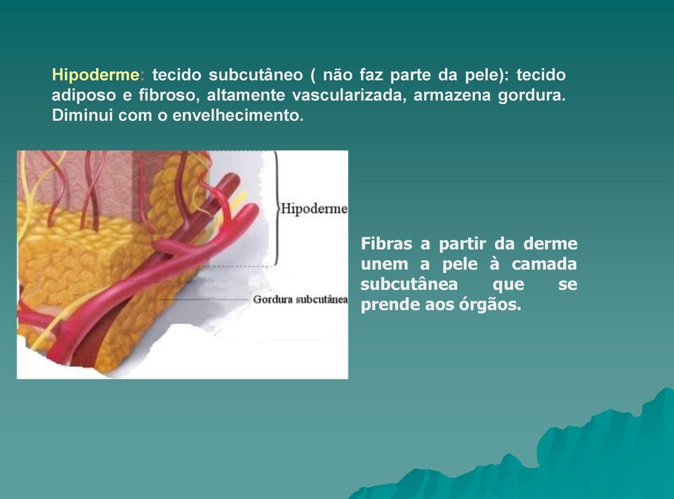 armazena gordura. Diminui com o envelhecimento.