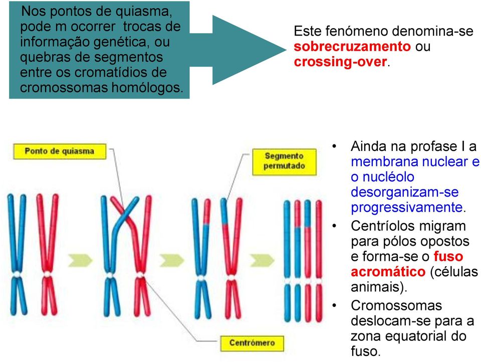 Ainda na profase I a membrana nuclear e o nucléolo desorganizam-se progressivamente.