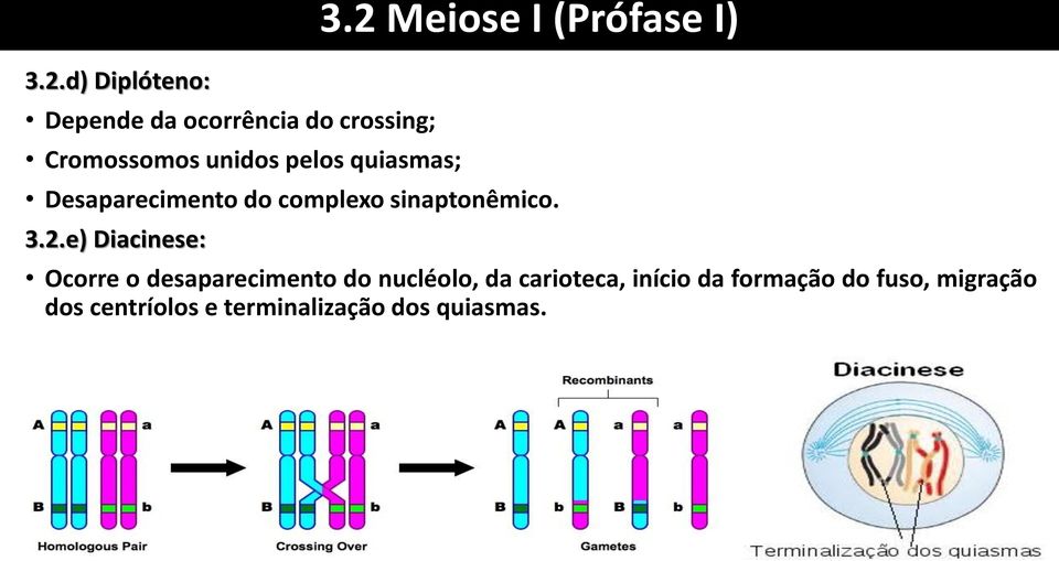 sinaptonêmico. 3.2.