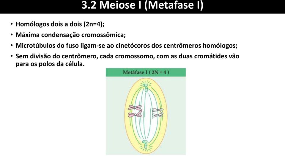 cinetócoros dos centrômeros homólogos; Sem divisão do