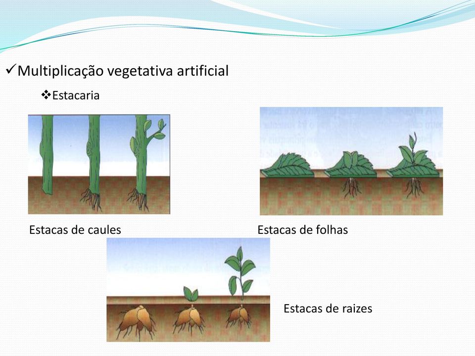 Estacas de caules