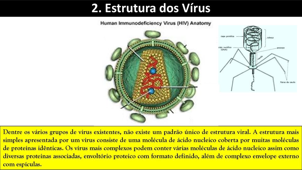 moléculas de proteínas idênticas.