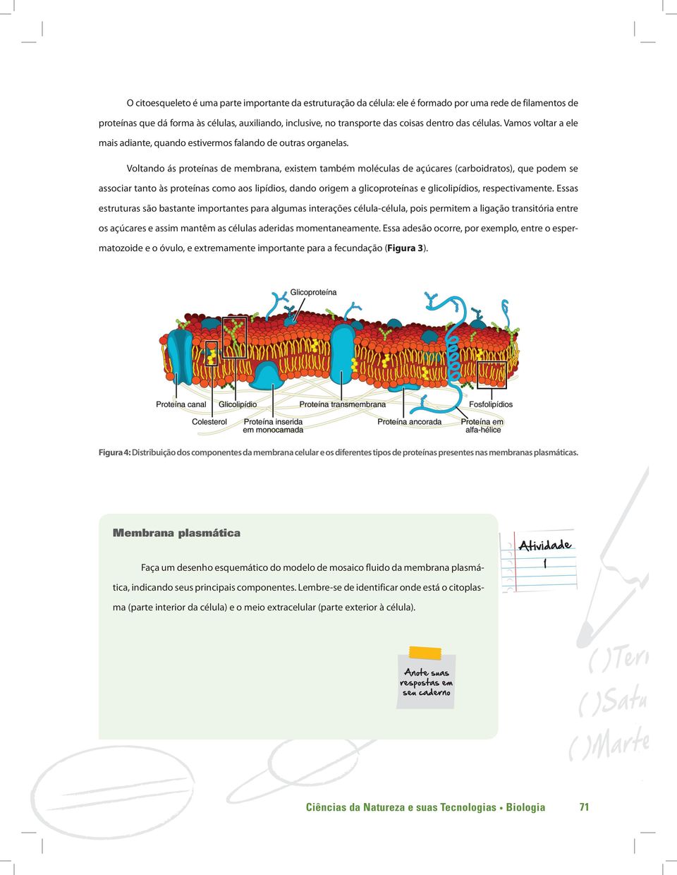 Voltando ás proteínas de membrana, existem também moléculas de açúcares (carboidratos), que podem se associar tanto às proteínas como aos lipídios, dando origem a glicoproteínas e glicolipídios,