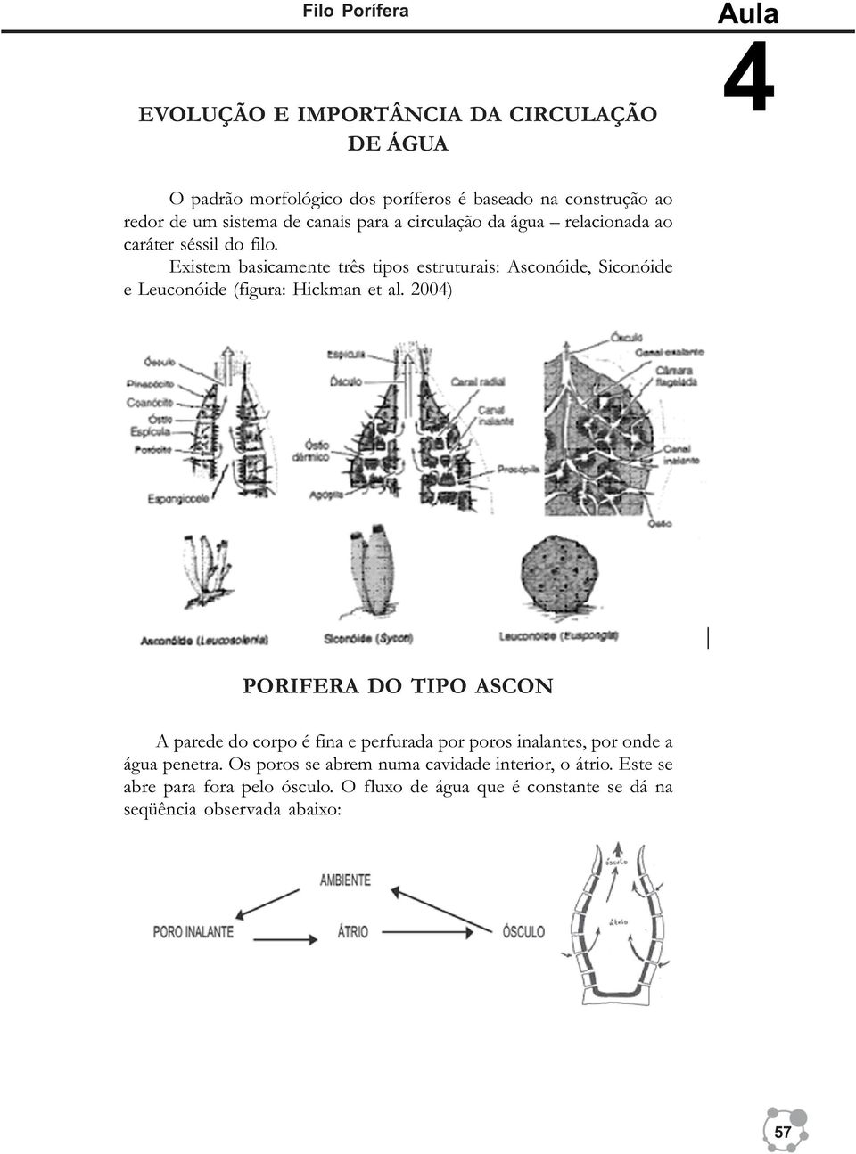 Existem basicamente três tipos estruturais: Asconóide, Siconóide e Leuconóide (figura: Hickman et al.