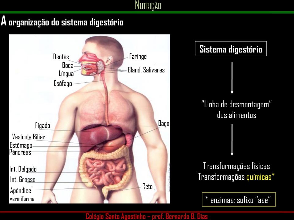 Delgado Int.