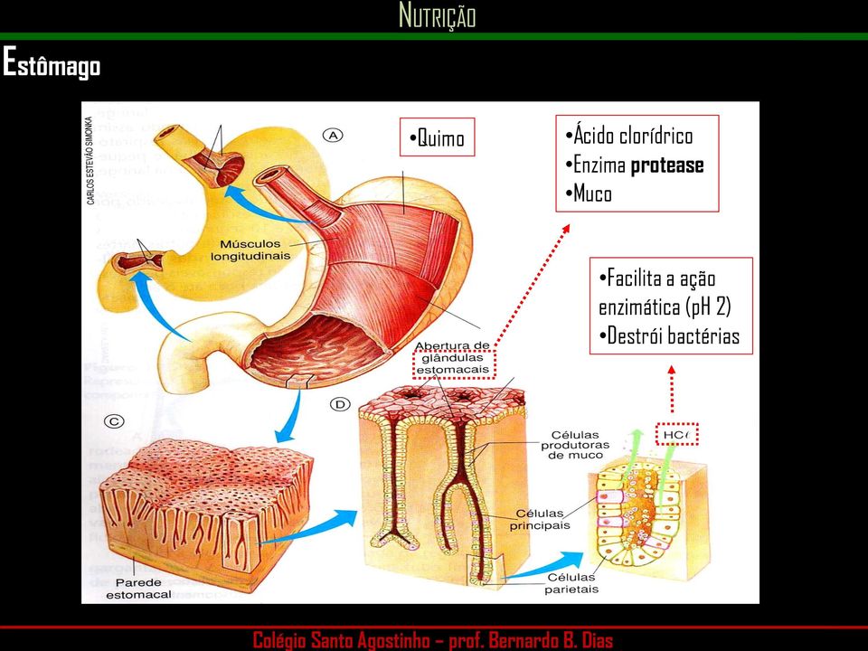 protease Muco Facilita a