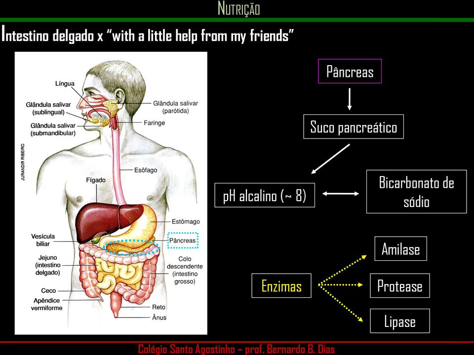 pancreático ph alcalino (~ 8)