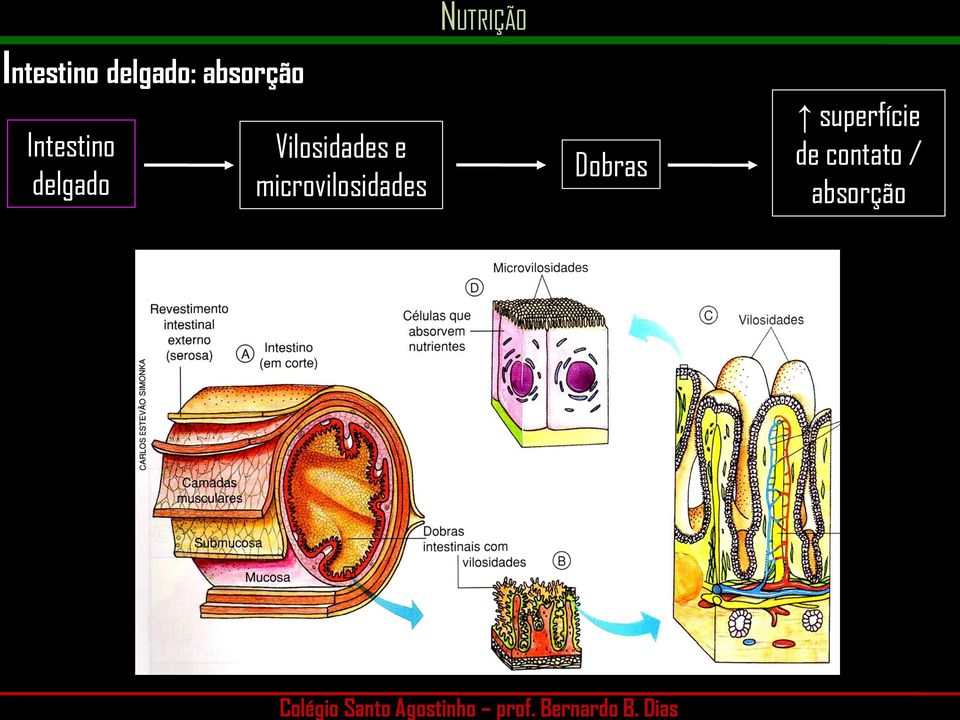 Vilosidades e