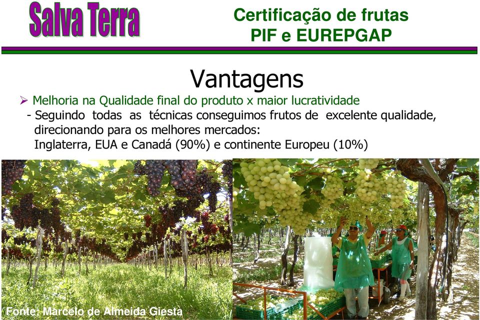 frutos de excelente qualidade, direcionando para os melhores mercados: