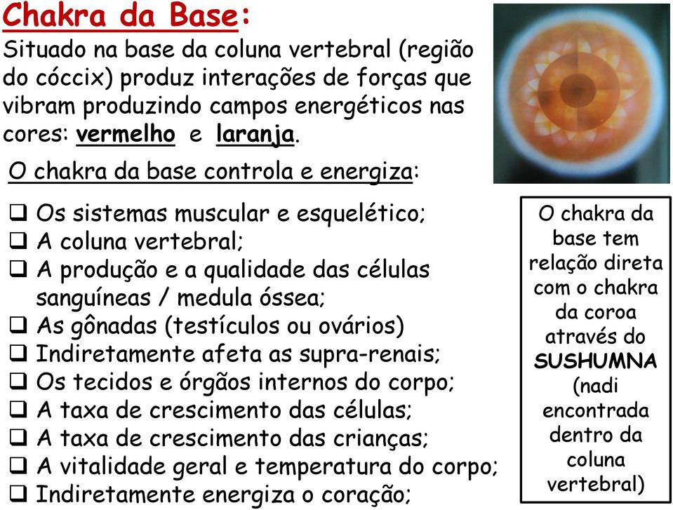 (testículos ou ovários) Indiretamente afeta as supra-renais; Os tecidos e órgãos internos do corpo; A taxa de crescimento das células; A taxa de crescimento das crianças; A