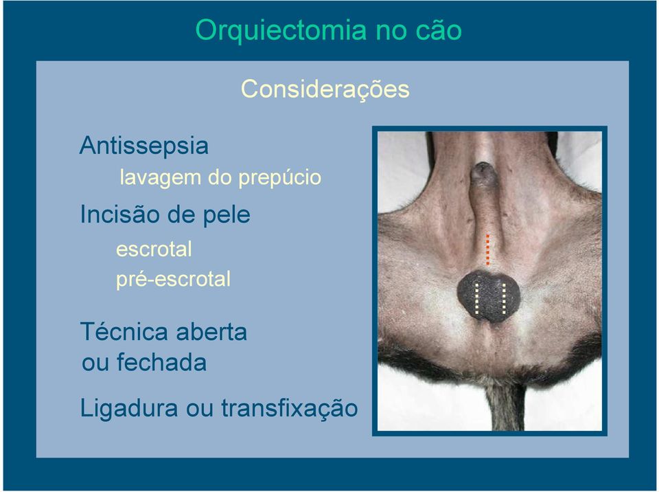 Técnica aberta ou fechada Orquiectomia