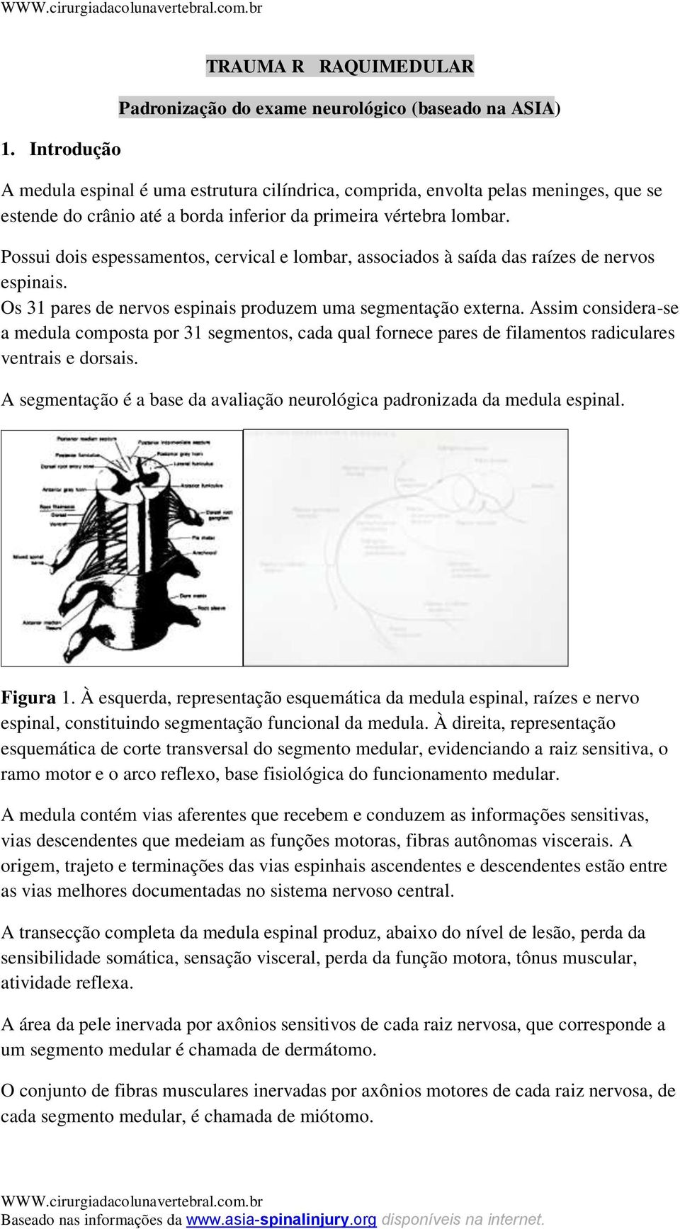 Os 31 pares de nervos espinais produzem uma segmentação externa. Assim considera-se a medula composta por 31 segmentos, cada qual fornece pares de filamentos radiculares ventrais e dorsais.