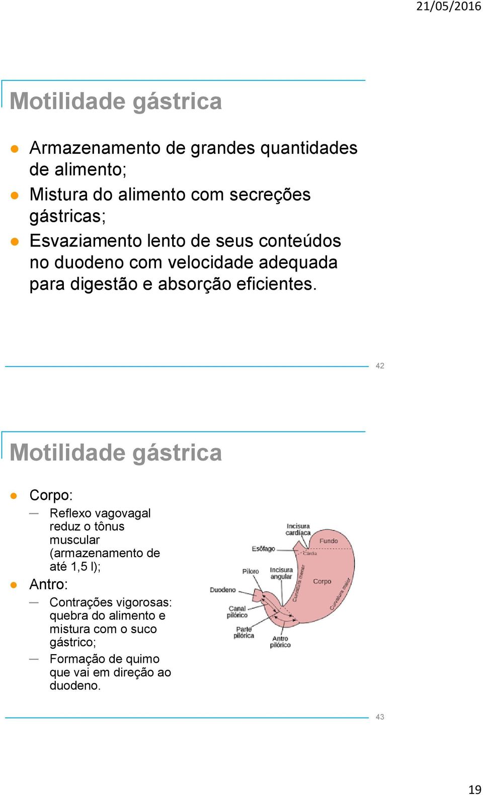 42 Motilidade gástrica Corpo: Reflexo vagovagal reduz o tônus muscular (armazenamento de até 1,5 l); Antro: