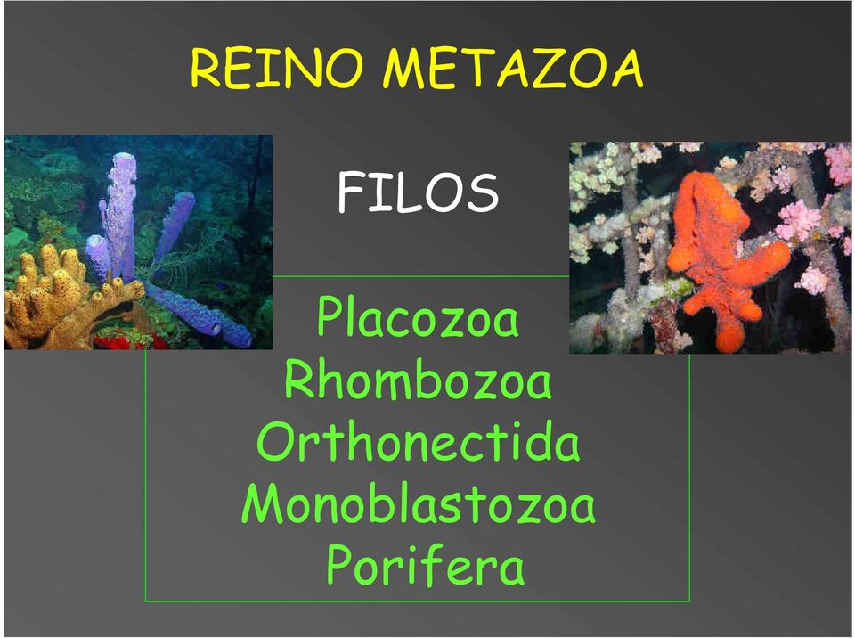 Rhombozoa