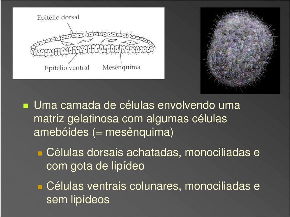 dorsais achatadas, monociliadas e com gota de lipídeo