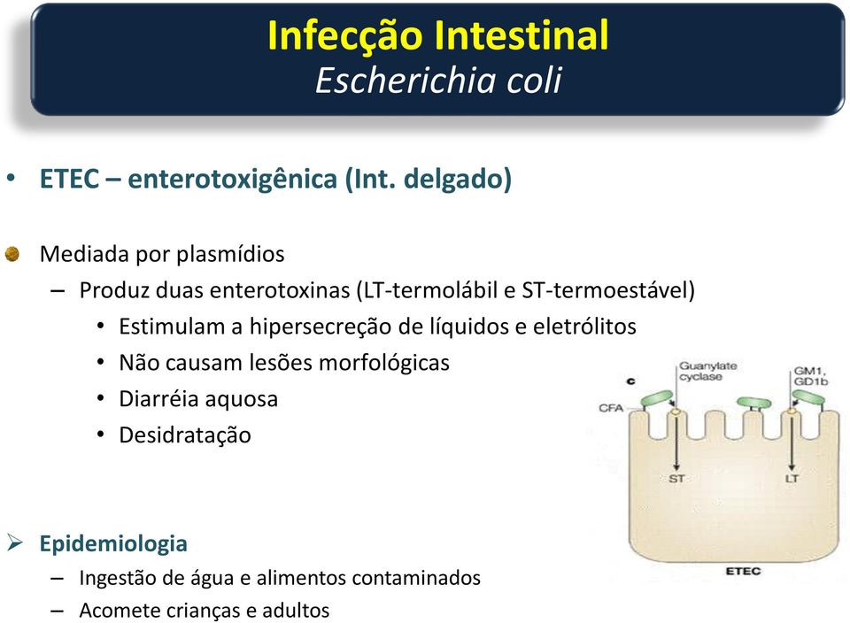 ST-termoestável) Estimulam a hipersecreção de líquidos e eletrólitos Não causam