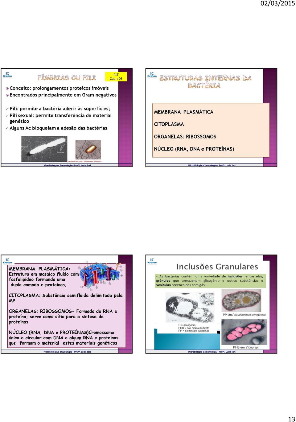 em mosaico fluído com fosfolipídeo formando uma dupla camada e proteínas; CITOPLASMA: Substância semifluida delimitada pela MP ORGANELAS: RIBOSSOMOS- Formado de RNA e proteína;