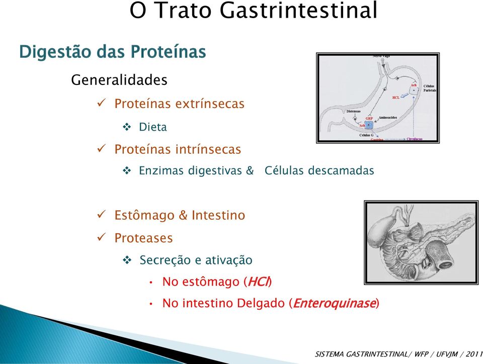 digestivas & Células descamadas Estômago & Intestino Proteases