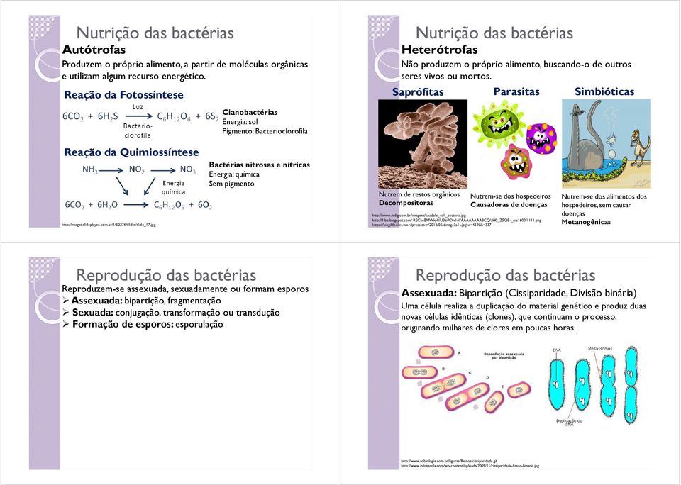Saprófitas Parasitas Simbióticas Energia: sol Pigmento: Bacterioclorofila Reação da Quimiossíntese http://images.slideplayer.com.br/1/52276/slides/slide_17.