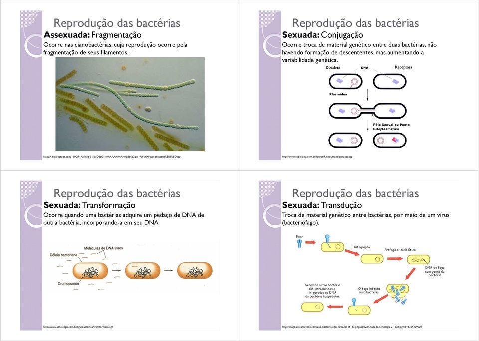 com/_10qp1aidvug/s_kzcd6zg1i/aaaaaaaaaiw/lbb6d2qw_9u/s400/cyanobacteria%5b1%5d.jpg http://www.sobiologia.com.br/figuras/reinos/transformacao.