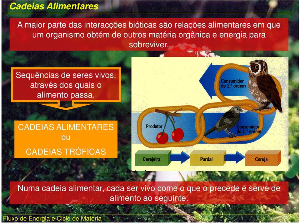 Sequências de seres vivos, através dos quais o alimento passa.