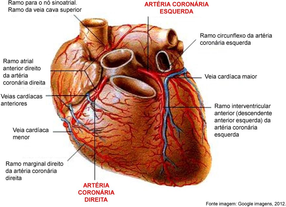 anterior direito da artéria coronária direita Veias cardíacas anteriores Veia cardíaca menor Veia cardíaca maior