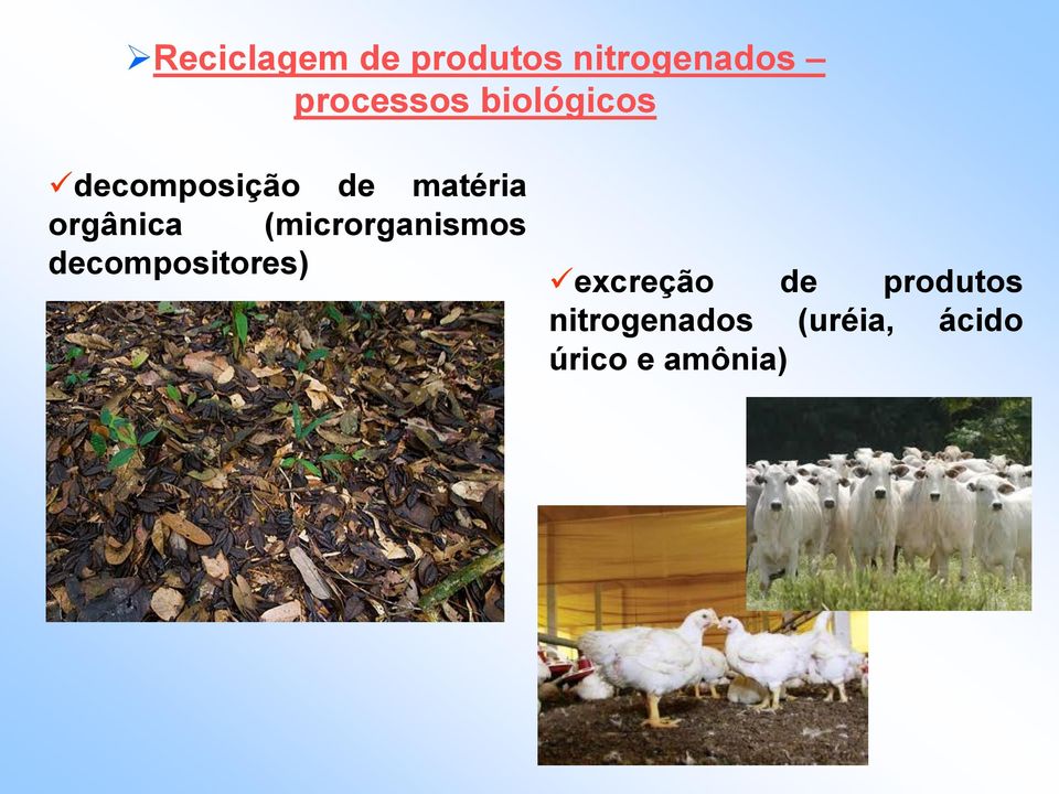 (microrganismos decompositores) excreção de