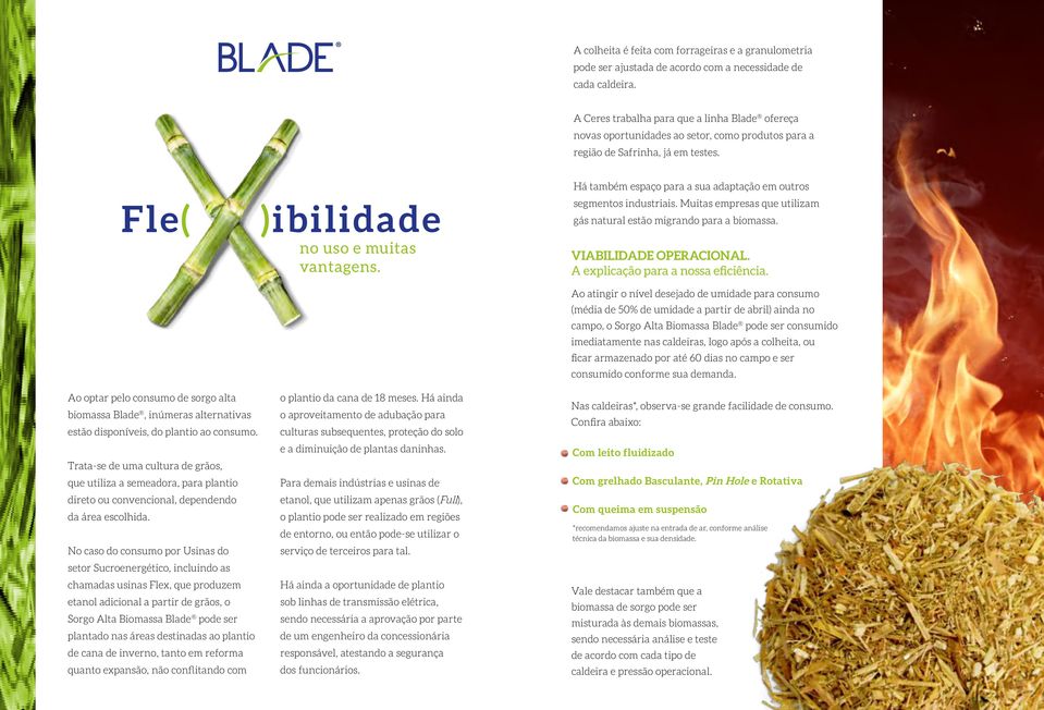 Fle( Ao optar pelo consumo de sorgo alta biomassa Blade, inúmeras alternativas estão disponíveis, do plantio ao consumo.