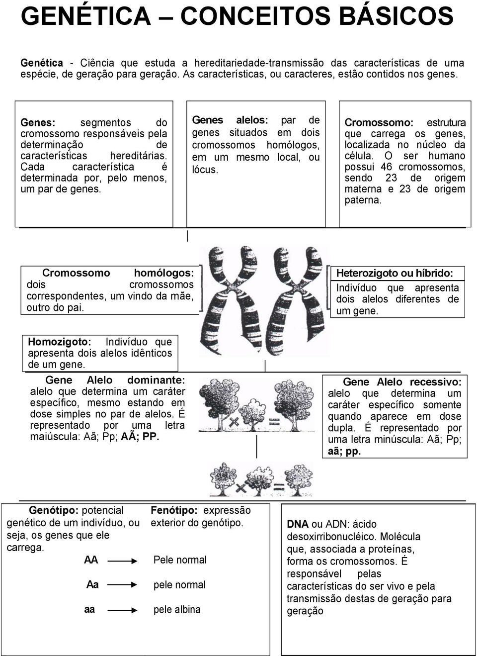 Cada característica é determinada por, pelo menos, um par de genes. Genes alelos: par de genes situados em dois cromossomos homólogos, em um mesmo local, ou lócus.