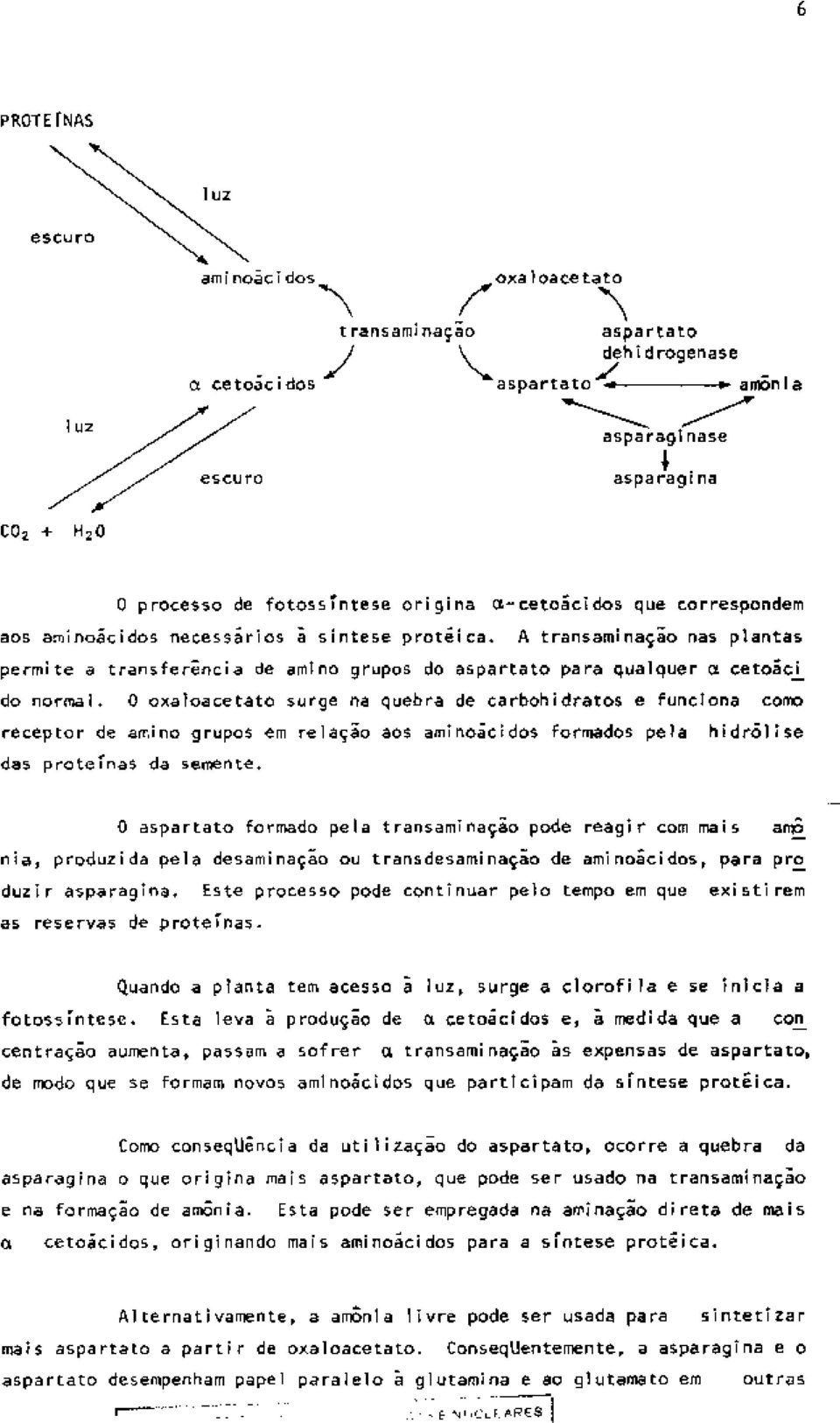 A transaminação nas plantas permite a transferencia de amino grupos do aspartato para qualquer a cetoác_i_ do normal.