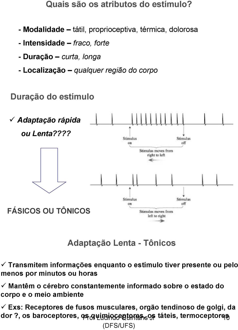 do estímulo Adaptação rápida ou Lenta?