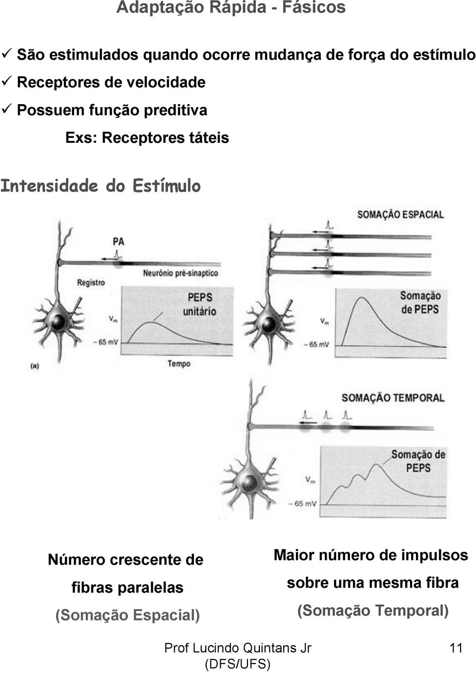 táteis Intensidade do Estímulo Número crescente de fibras paralelas (Somação