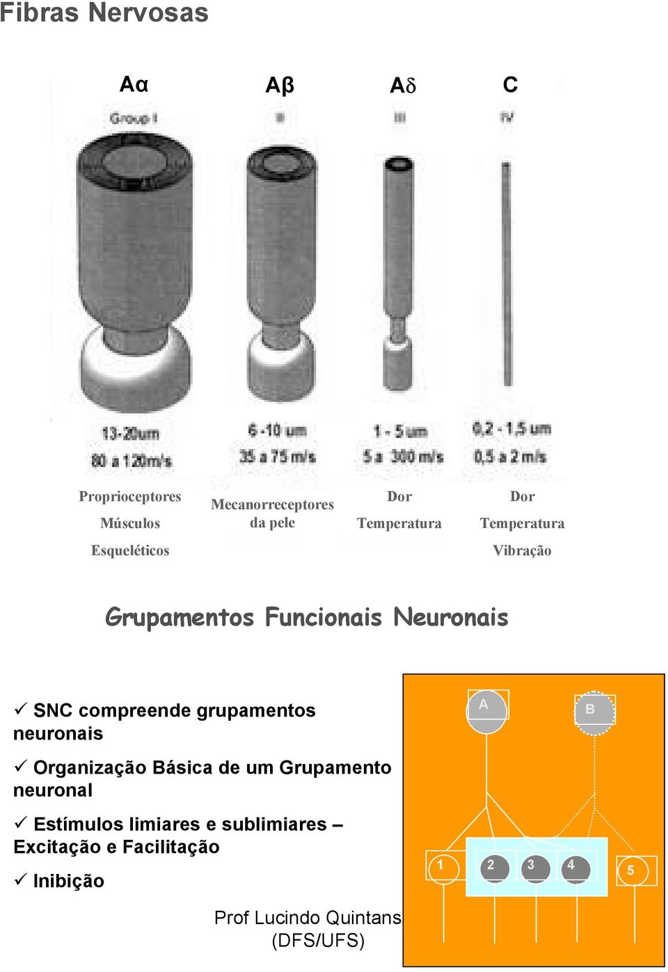 SNC compreende grupamentos neuronais A B Organização Básica de um Grupamento