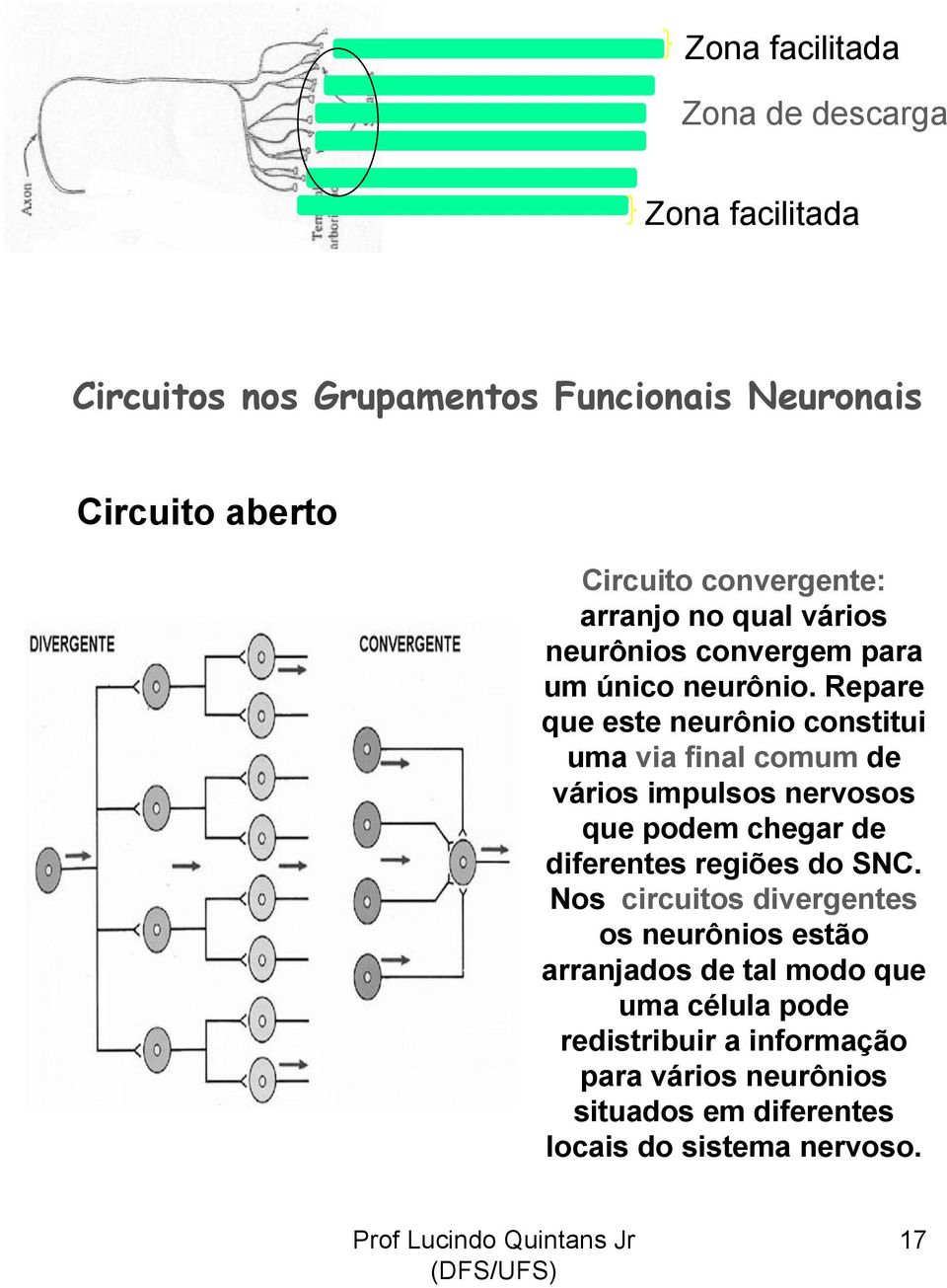 Repare que este neurônio constitui uma via final comum de vários impulsos nervosos que podem chegar de diferentes regiões do SNC.