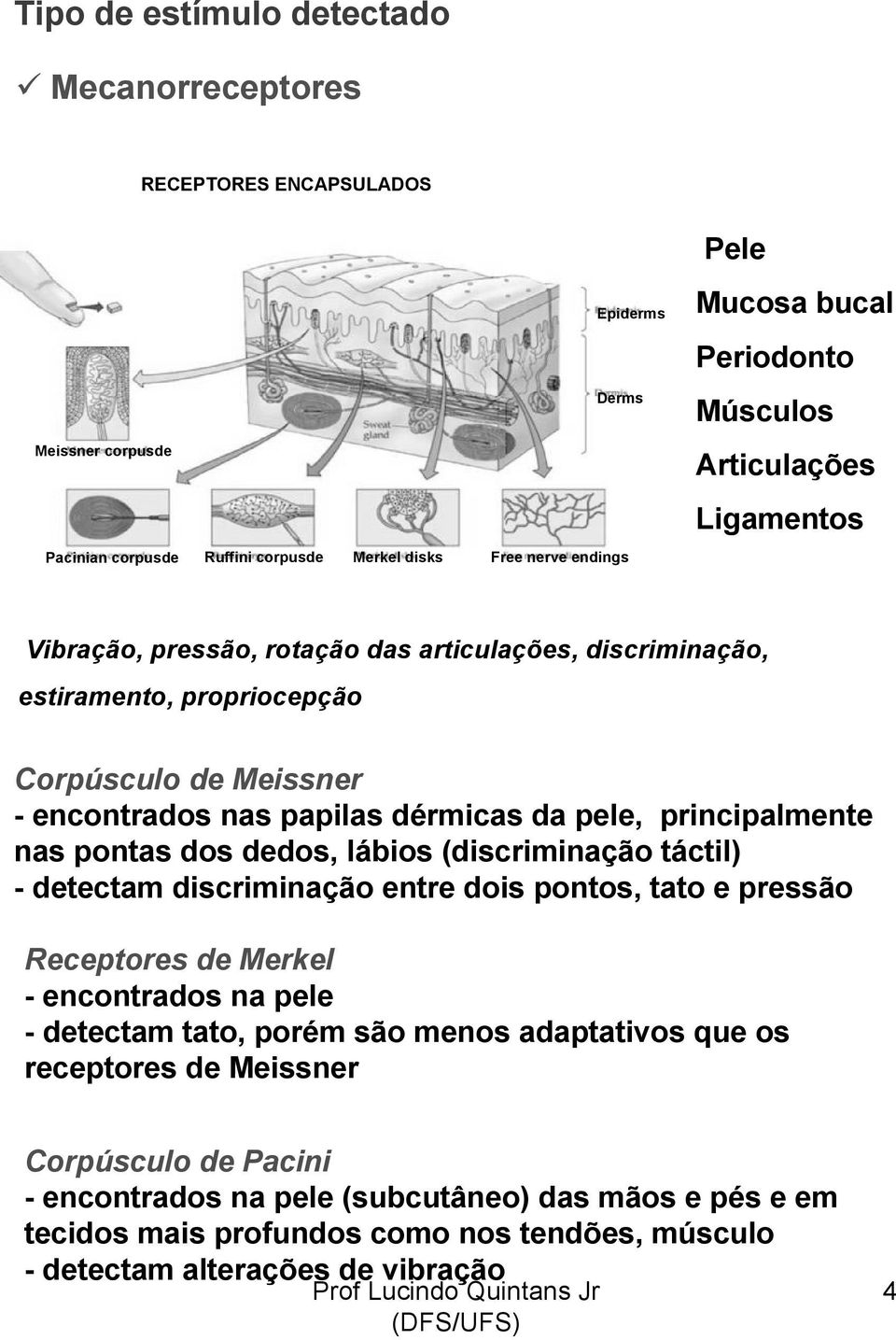 principalmente nas pontas dos dedos, lábios (discriminação táctil) - detectam discriminação entre dois pontos, tato e pressão Receptores de Merkel - encontrados na pele - detectam tato, porém são