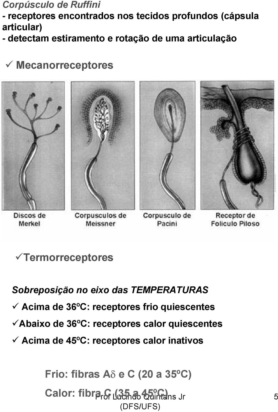 TEMPERATURAS Acima de 36ºC: receptores frio quiescentes Abaixo de 36ºC: receptores calor quiescentes