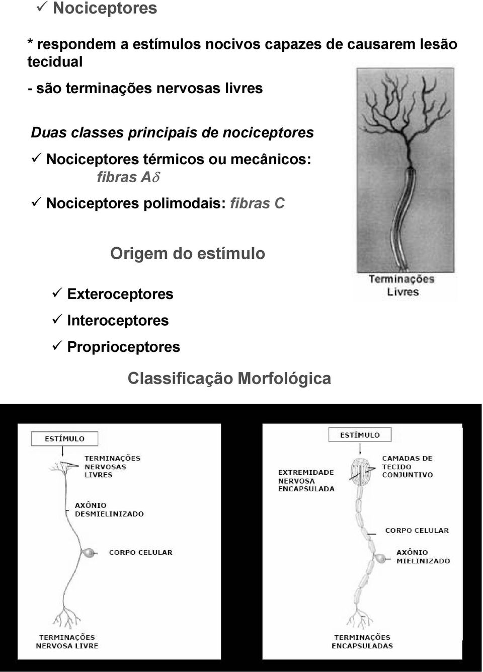 Nociceptores térmicos ou mecânicos: fibras Aδ Nociceptores polimodais: fibras C