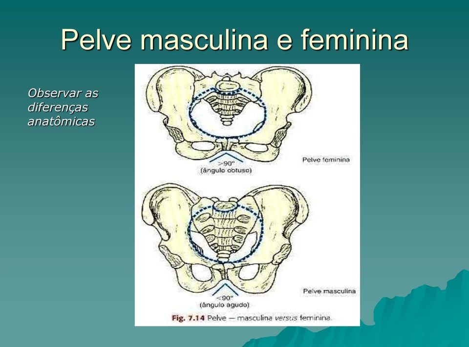 feminina