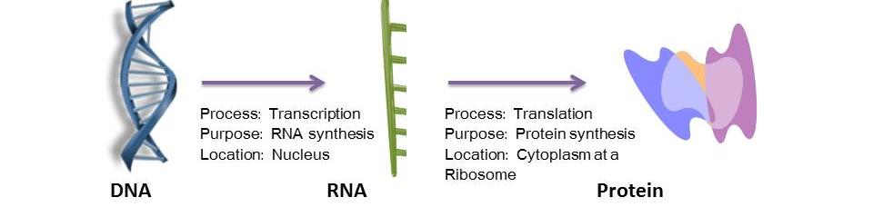 Dogma central da Biologia A